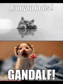 LOTR cats edition