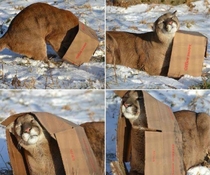 LPT if you were chased by a big cat just throw a box