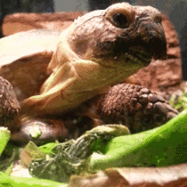 Lumpy the Tortoise eating his Lumpy Lunch 
