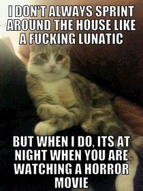 Lunatic cat