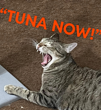 Lux demands his tunas now