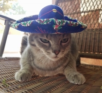 Mad cat wearing a sombrero
