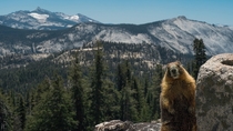 Made a new friend in Yosemite