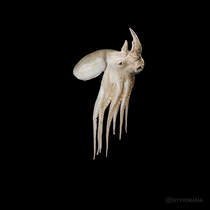 Made a picture of a Rhinoctopus Ended up way creepier than expected
