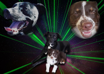 Made this doggy glamour photo of my boyfriends dogs for his birthday