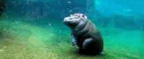 Majestic Hippo Does A Flip