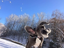 Majestic Winter Great Dane