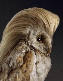 Make Taxidermy Great Again