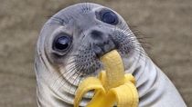 Making eye contact with another man while eating a banana