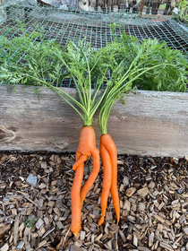 Male and female dancer carrots from my Moms garden