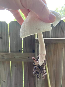 Male mushroom with a penis