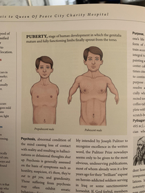 Male puberty according to science