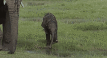 Mama elephant keeps a close watch while her baby plays