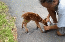 Man gives lost fawn a drink of water