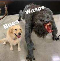 Man hecc wasps