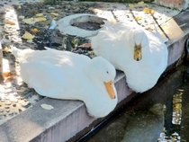 Man its so hot these ducks are melting