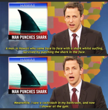 Man punches shark