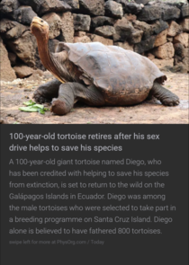 Man that is one horny tortoise