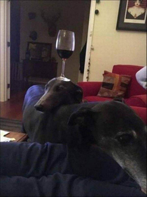 Mans best friend  wine