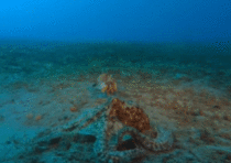 Mantis Shrimp bops Octopus
