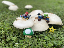Mario Kart Mushroom Championship