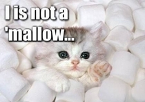 Marshmallow Awwww
