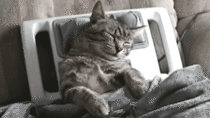 Massage Chair Kitty