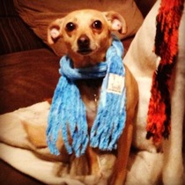 Master has given dobby a scarf