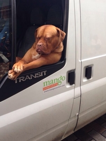 Mastiff been in traffic