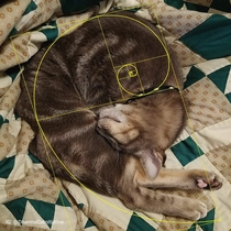 mathematically purrfect