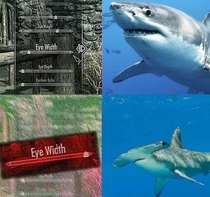 Max eye width