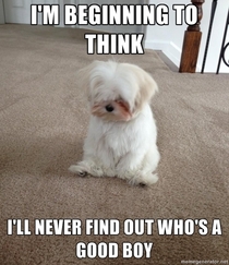 May I introduce- melancholy Maltese