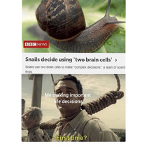 Maybe I am snail