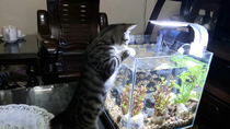 Maybe my cat is thinking about which fish to play hes been standing there for  minutes