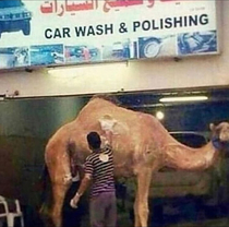 Meanwhile in Arabia
