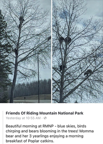 Meanwhile in Canada  - If a bear is chasing you climb a tree never-mind eh