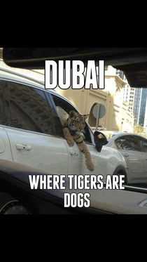 Meanwhile in Dubai