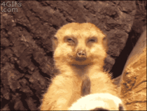 Meerkat demonstrates morning wood phenomenon