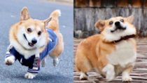 Meet Gen the corgi with an Instagram photo for every mood