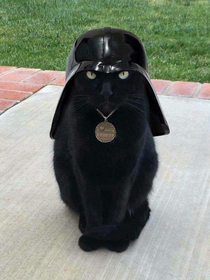 Meet Lord Kiddy - master of all witch cats