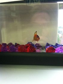 Meet my new goldfish Adolf 