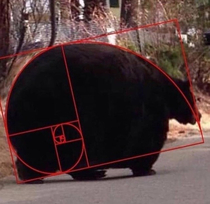 Meet the Fibonnaci Bear the absolute master of Golden Ratios