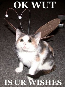 Meet the lolcat fairy