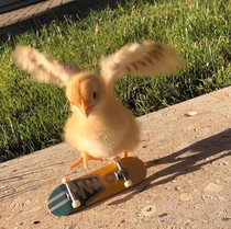 Meet Tony Hawk