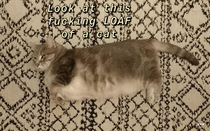 Meow Loaf