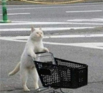 Meow meow is going shopping