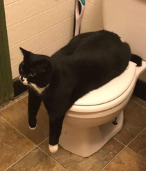 MeowNo Bathroom For You Today