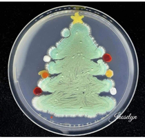 Merry Christmas  from biology students