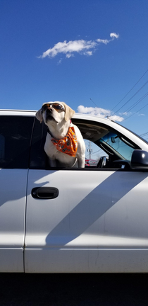 Met this cool dude at a stop light  would boop that nose