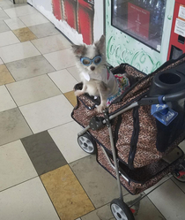 Met this little guy unattended at the mall vending machines So many questions